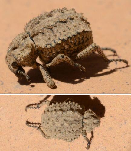 Brachycerus muricatus